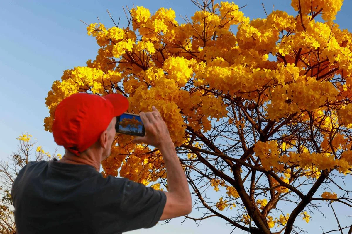 Ipês amarelos transformam paisagem do Distrito Federal em espetáculo natural