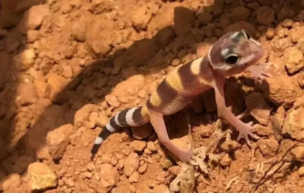 Lagartixa exótica do Paquistão nasce em Santa Catarina