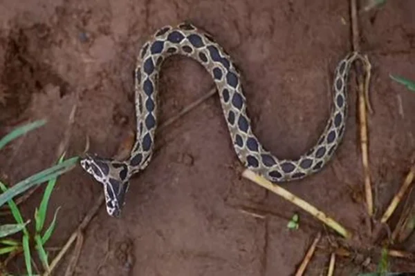 Veneno em dose dupla: cobra de duas cabeças é encontrada na Índia. Veja