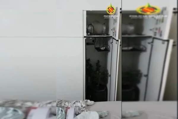 Pés de maconha dentro de armário
