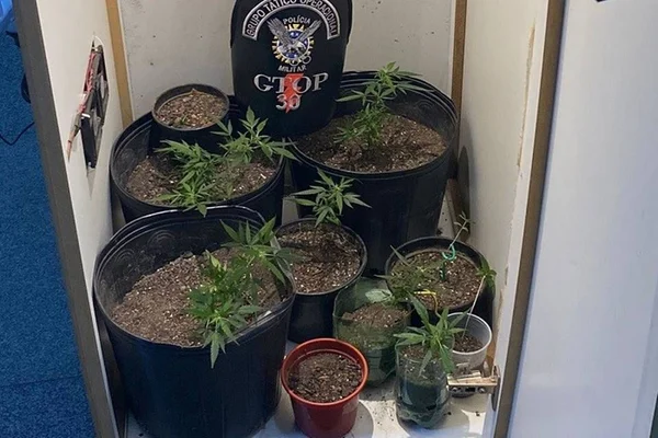Plantação de maconha no DF