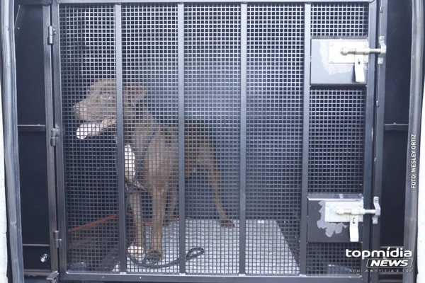 Pitbull abandonado pela segunda vez pelo dono é resgatado no Oscar