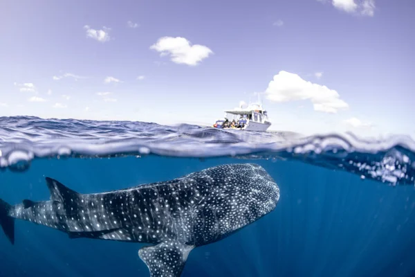 Foto colorida de tubarão baleia e barco no oceano - Metrópoles