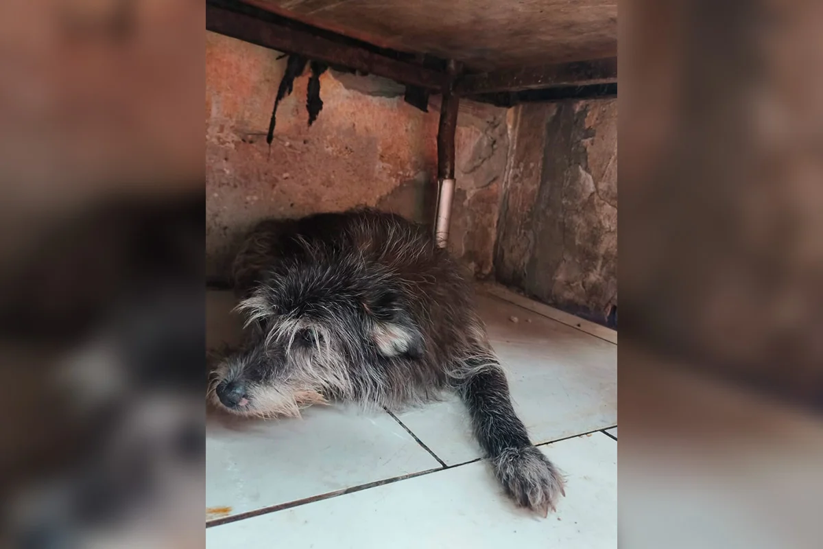 Fotos dos cachorros no momento do resgate do cativeiro