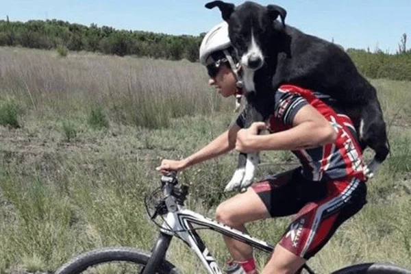 Ciclista viraliza na web após resgatar cãozinho em estrada