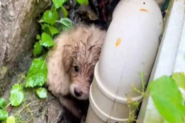 jovem salva vida de cachorro