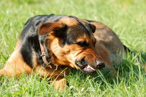 Cachorro com raiva