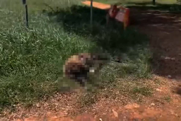 Ovelha filmada correndo assustada no Túnel Rei Pelé é encontrada morta