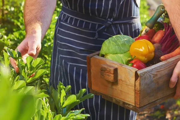 Artigo: o que é o farm to table, a tendência atual da gastronomia
