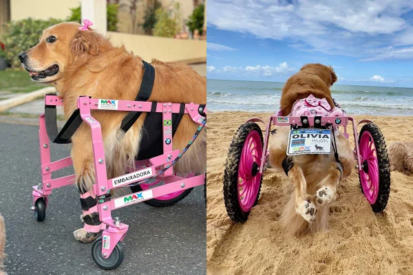 Reação de golden paraplégica ao brincar no mar viraliza - Metrópoles