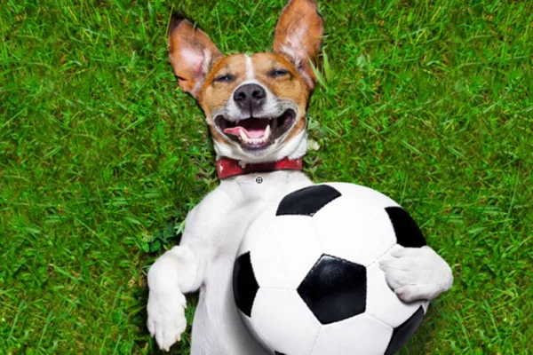 Cachorro com bola de futebol