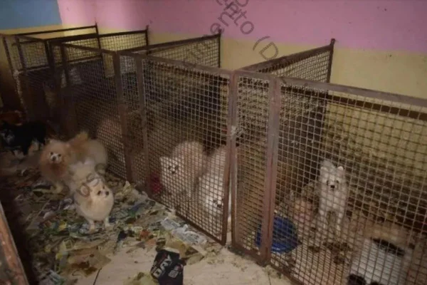 Imagem colorida mostra animais de raça resgatados em canil. Metrópoles
