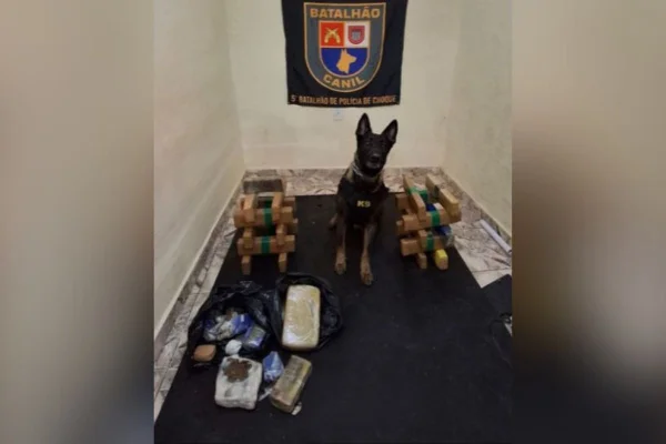 Imagem colorida mostra cão Rollo durante ação da PM na comunidade São remo, na zona oeste de São Paulo - Metrópoles