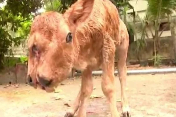 Bezerro mutante nasce com duas cabeças, duas línguas e 4 olhos