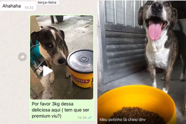 Montagem de um print com fotos de cachorro - Metrópoles
