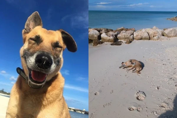 Cão cego e surdo vira guia turístico em pousada no Caribe