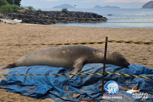 Após ficar em repouso em São Sebastião, o elefante-marinho retornou ao mar nessa quinta-feira (2/4). O animal apresentou bom estado de saúde - Metrópoles