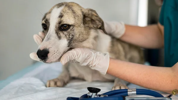 Entenda a importância do veterinário na saúde e longevidade dos pets