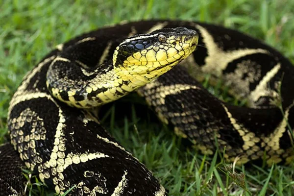 Imagem colorida de cobra jararacuçu - Metrópoles