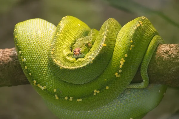 Cobra Píton