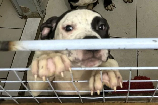Foto colorida de cachorro branco, com a cara malhada de preto, tipo tampão de pirata - Metrópoles