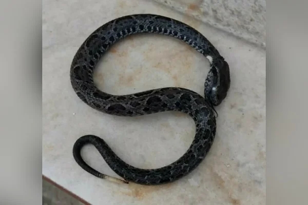 Mulher de 63 anos foi picada por uma cobra da espécie jararacuçu