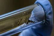 Mosquito da dengue: Aedes aegypti