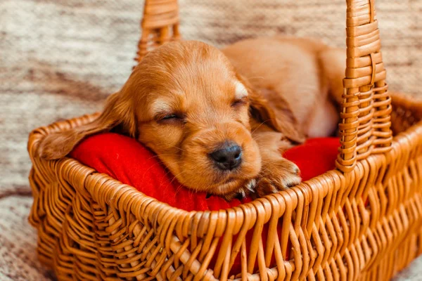 Como fazer um cachorro dormir sozinho?