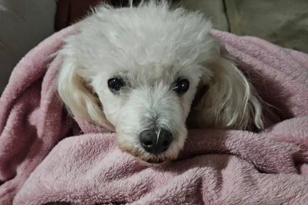 Cão branco da raça poodle