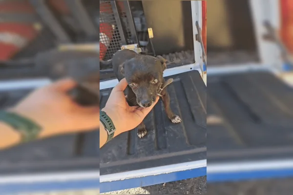 Cachorro fez companhia a motorista que ficou preso às ferragens ao lado de corpos