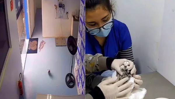 Sozinha, pomba ferida entra em clínica veterinária para pedir socorro