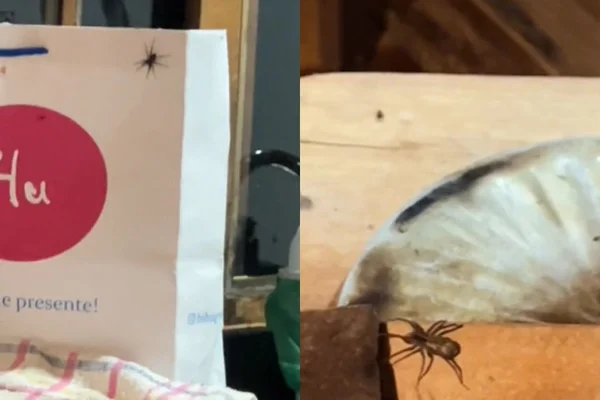 Aranhas