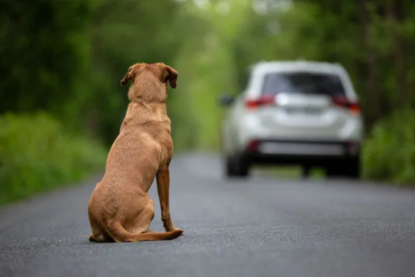 Cachorro de costas em estrada, vendo um carro se afastar
