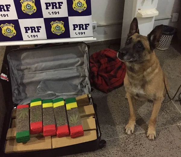 Polícia Rodoviária apreende maconha em ônibus com destino a Fortaleza