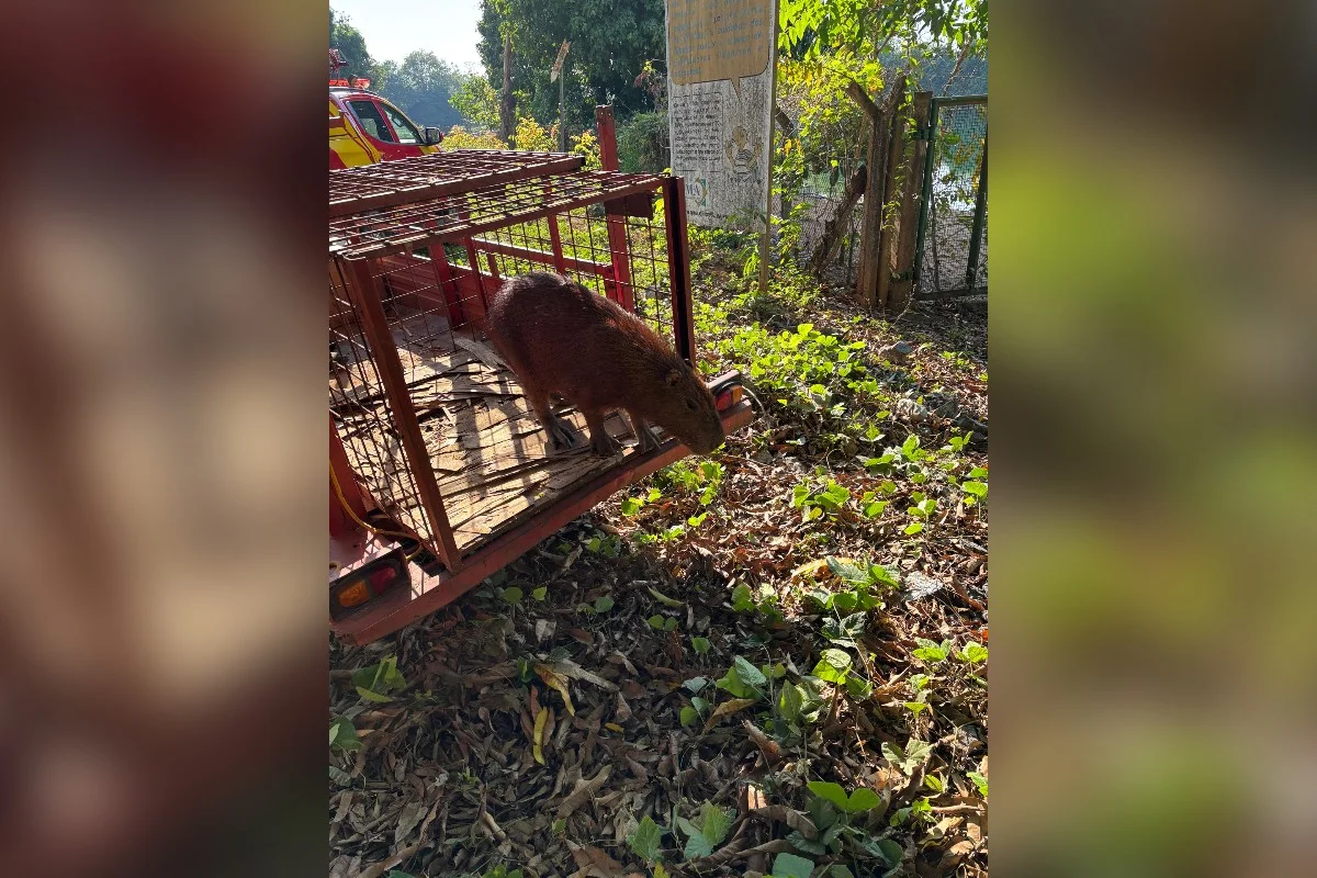 Capivara invade ambulatório de hospital e mobiliza bombeiros em Goiás