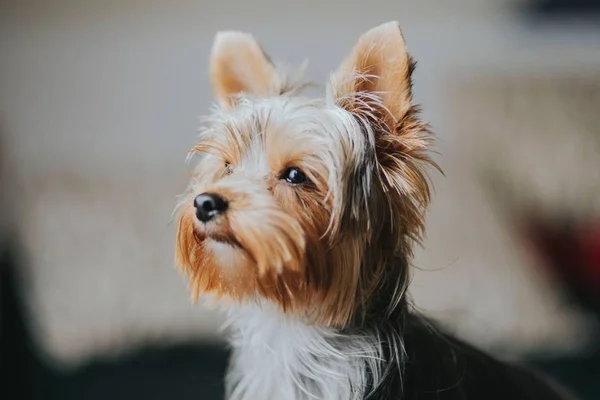 10 curiosidades incríveis sobre a raça yorkshire terrier