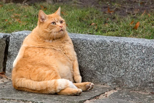 Gato obeso