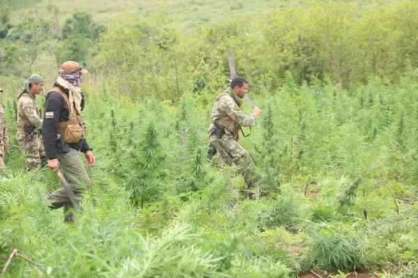 Imagem colorida, Brasil e Paraguai destroem 30 toneladas de maconha após operação - Metrópoles