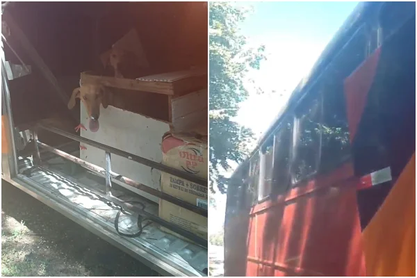 Imagem colorida mostra cachorros que eram transportados no bagageiro de um ônibus - Metrópoles