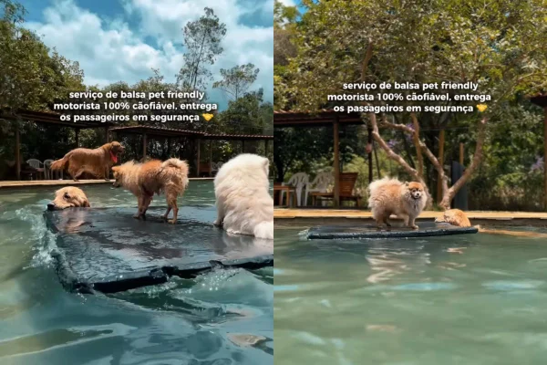Foto colorida de cachorros na piscina - Metrópoles