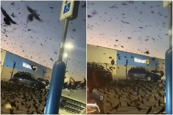 Vídeo: “apocalipse” de pássaros toma conta de supermercado nos EUA