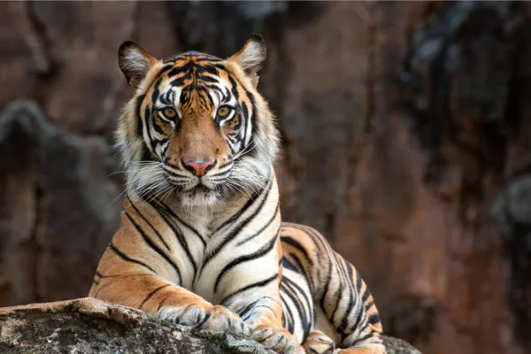 Fortune Tiger na KTO-APOSTAS