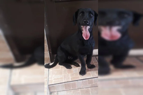 Foto colorida de cachorra