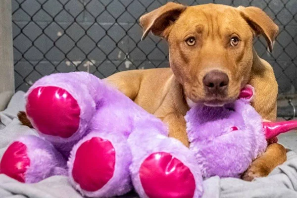 Cachorro deitado e abraçado em unicórnio de pelúcia roxo