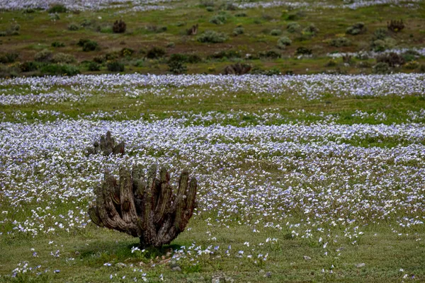 Deserto ganha tapete de flores após chuvas intensas causadas pelo El Niño