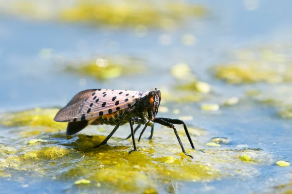 Imagem colorida mostra mosca-lanterna-pintada - Metrópoles