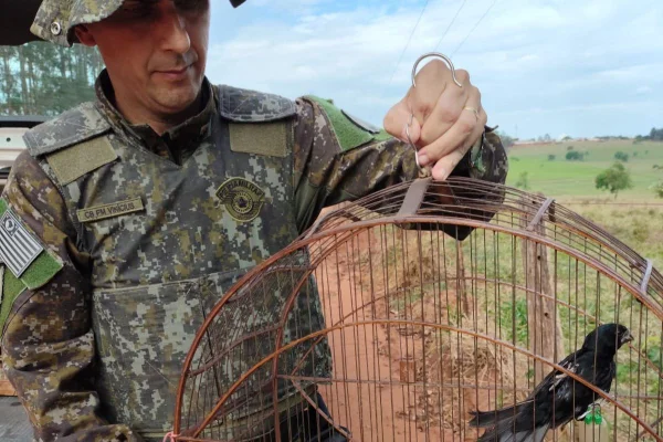 Seis aves silvestres que estavam em cativeiro em Teodoro Sampaio (SP) foram soltas na natureza - Metrópoles
