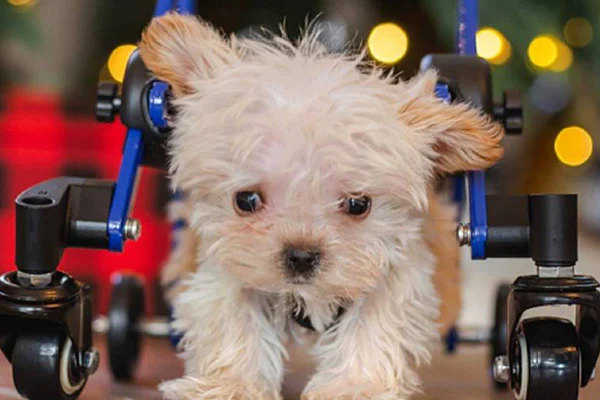 Na foto vemos um cachorrinho branco usando cadeira de rodas
