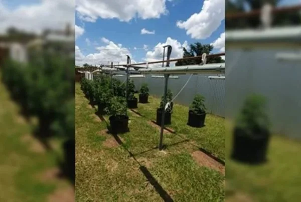 Plantação de maconha