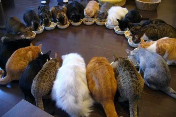 gatinhos de várias cores/ raça - -metropóles